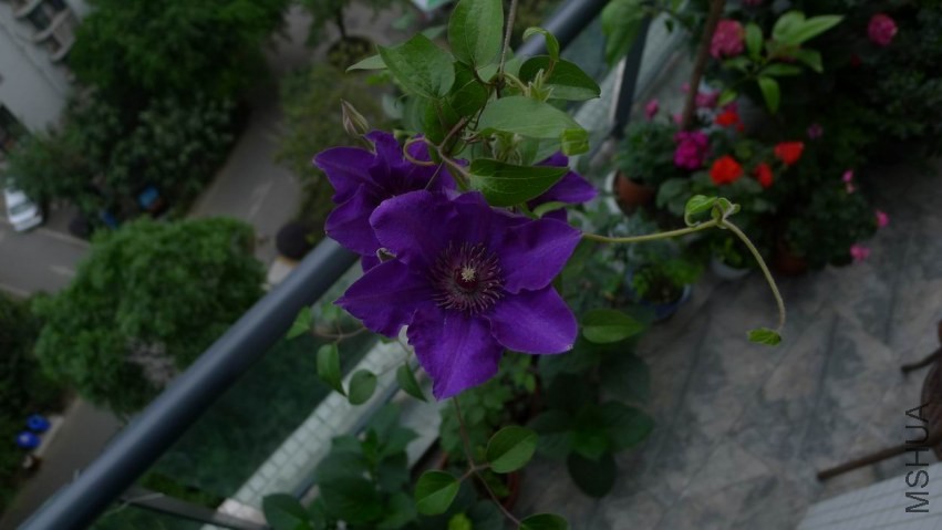 ������С P1100273.JPG