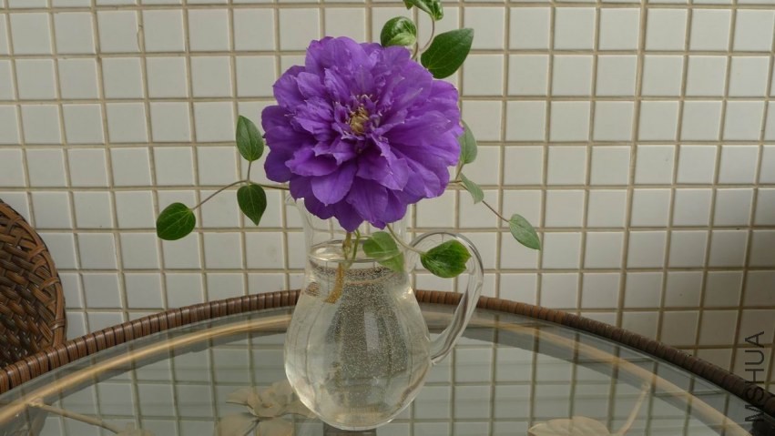 ������С P1100960.JPG