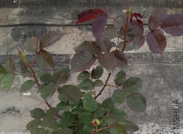 QQͼƬ20140410222837.jpg
