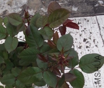 QQͼƬ20140410222933.jpg