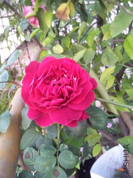 20140410_180744.jpg