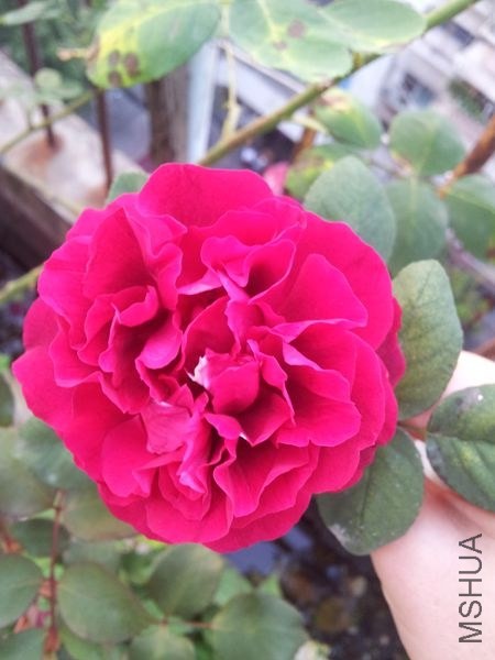 20140410_180551.jpg
