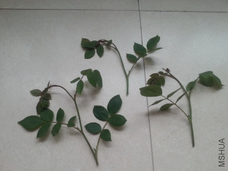 20140411_065810.jpg
