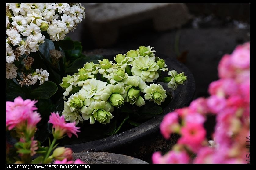 ���� (2).jpg