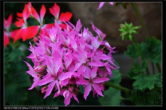 ��Ҷ�� (1).jpg