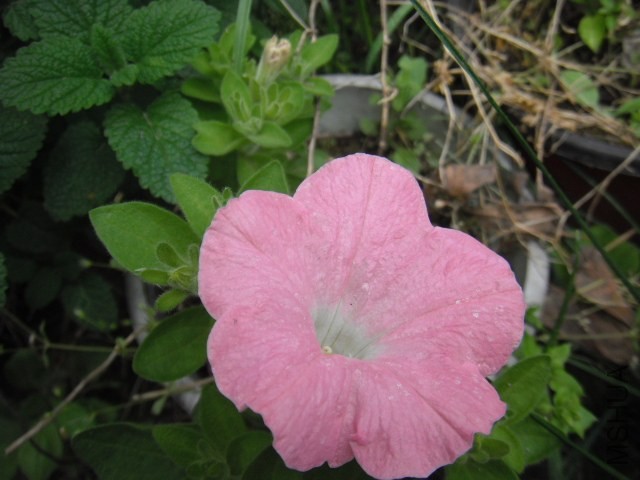 ��Ƭ 013.jpg