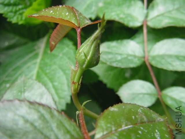 ��Ƭ 016.jpg