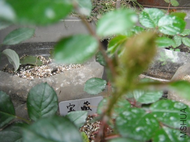 ��Ƭ 017.jpg