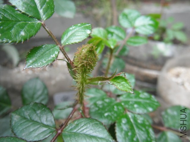 ��Ƭ 018.jpg