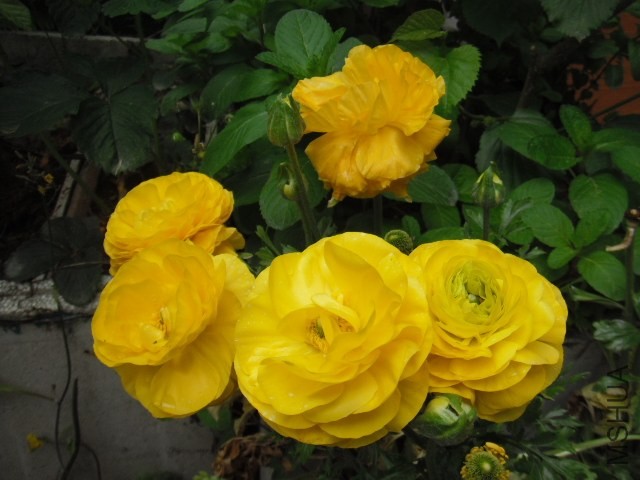 ��Ƭ 019.jpg
