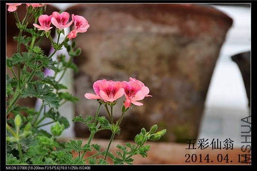 ����ʹ (2).jpg