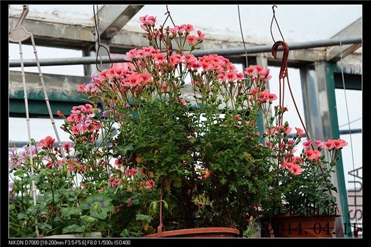 ����ʹ (5).jpg