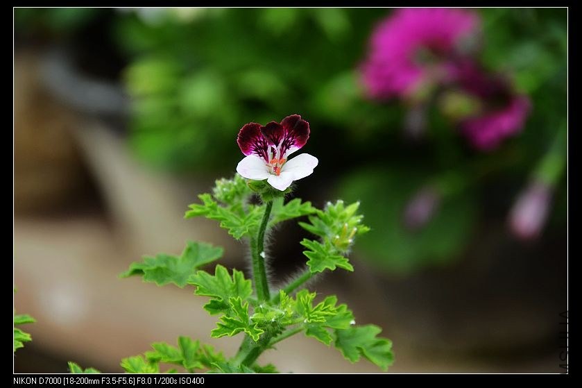 ��ʹ��Ʒ��1 (1).jpg