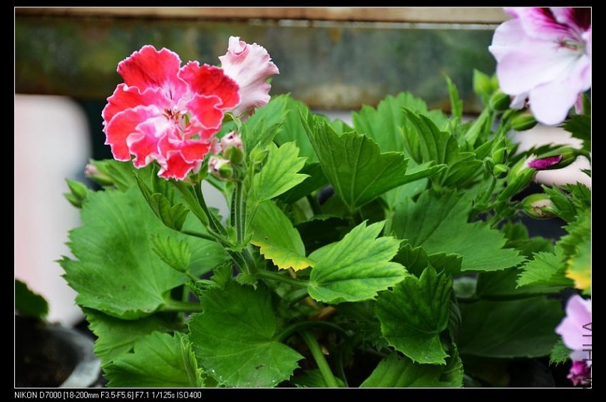 ������ (1).jpg