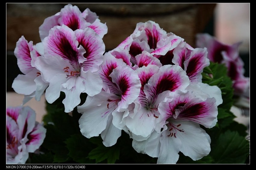 ���� (2).jpg