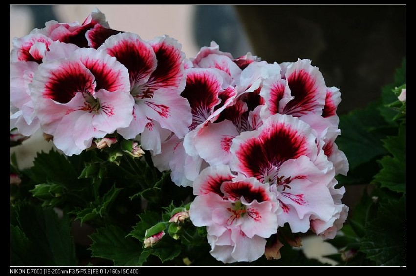 ���� (2).jpg