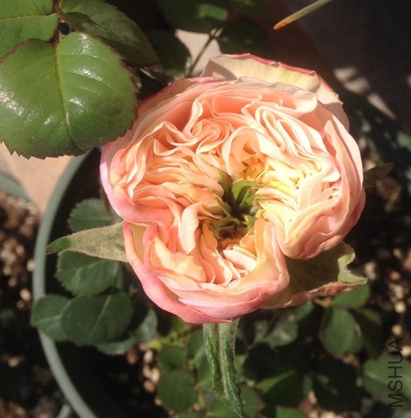 ����ʱ����Ȼ���ɫ�ˣ���ȥ����ﻨ�������