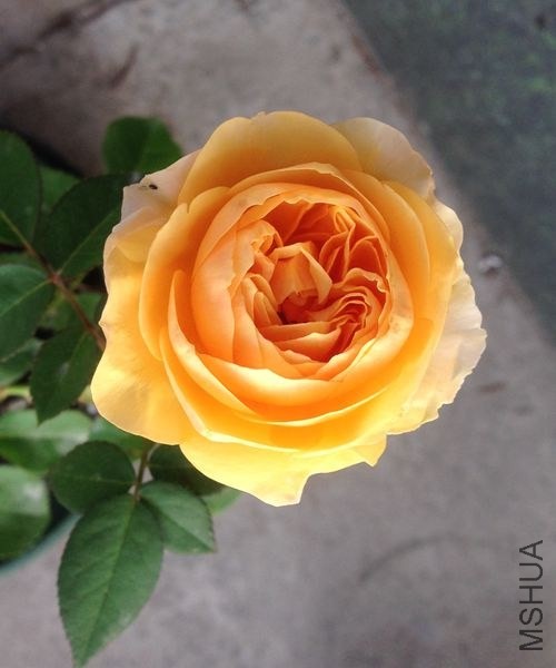 ����ȥ���ﻨ����Ƭ��һ�¶Աȣ�������Ǳ�׼�İ�