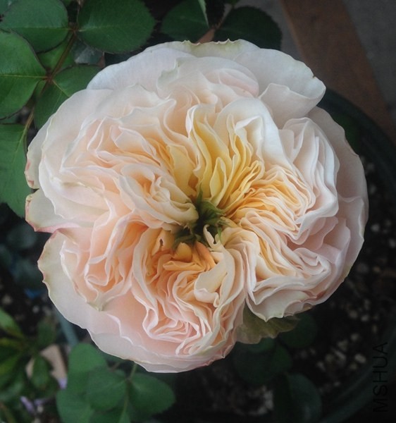 �������������ڻ�оչ¶���еĻ�ɫ