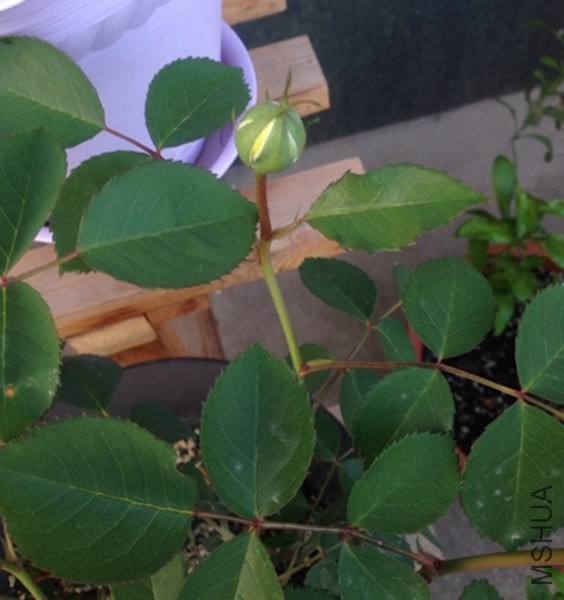 ħ��ţ����������������ϣ���ܿ�����׼�Ļ���