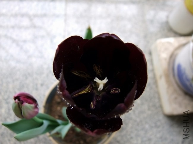 DSCF0390.JPG