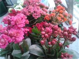 2014-02-04 08.02.32.jpg