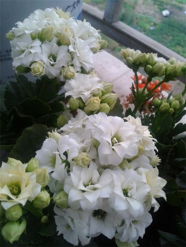 2014-02-04 07.53.17.jpg