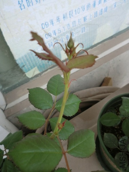 CIMG0063_����.jpg