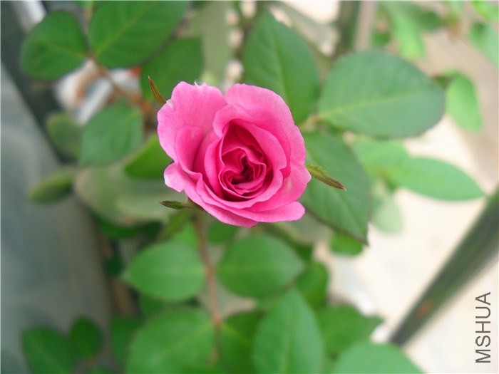 SDC14627.JPG