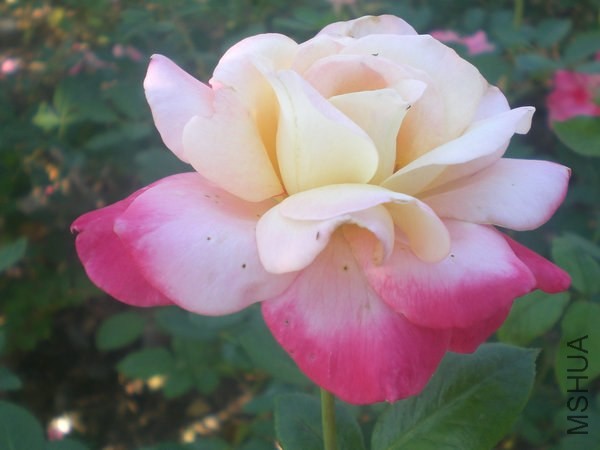 CIMG6327.JPG