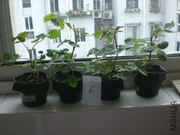 CIMG7143.JPG