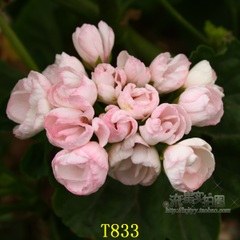 T1tCVSFn4dXXXXXXXX_!!0-item_pic_jpg_240x240.jpg