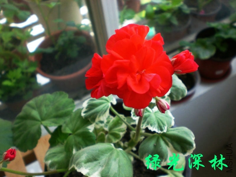 psb (12).jpg