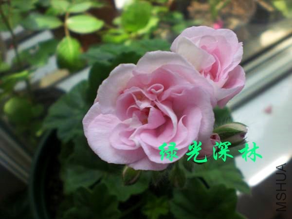 psb (13).jpg