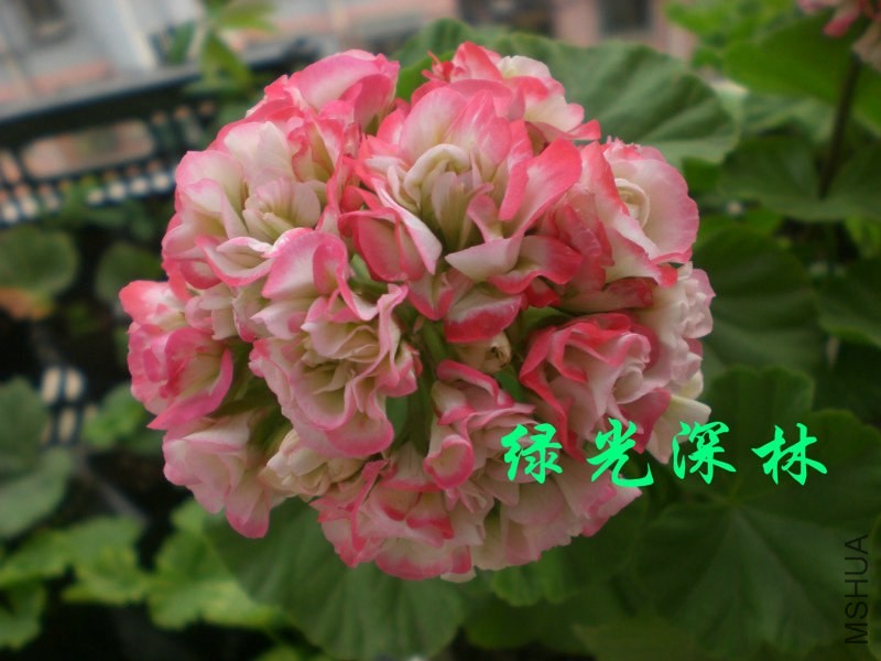 psb (17).jpg