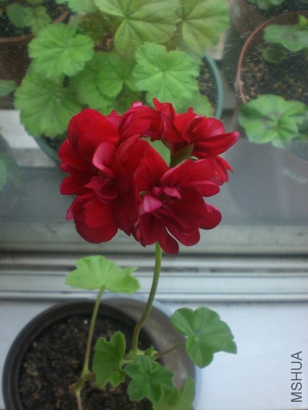 psb (20).jpg