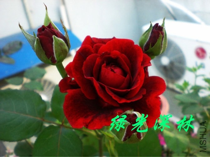 psb (27).jpg