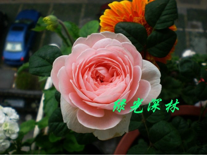 psb (30).jpg