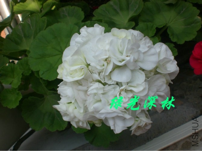 psb (33).jpg