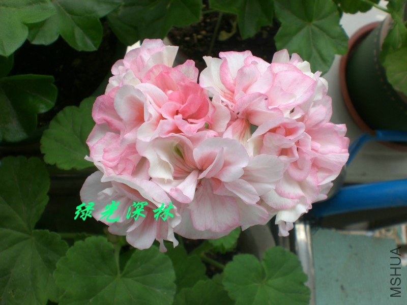 psbCAOBRV81.jpg