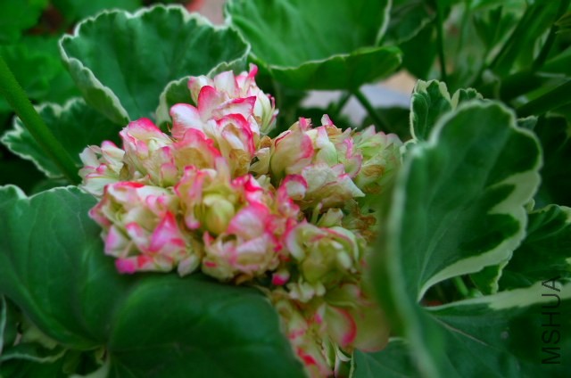 P1020182.JPG