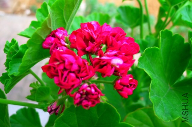 P1020183.JPG