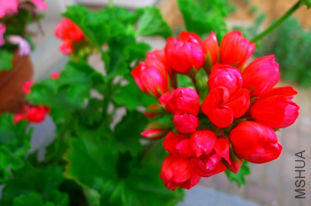 P1020184.JPG