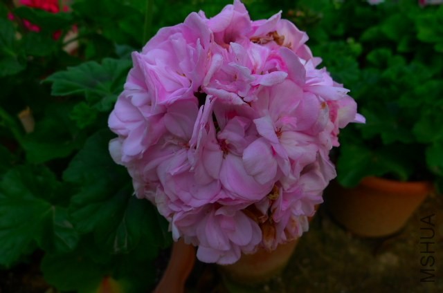P1020192.JPG
