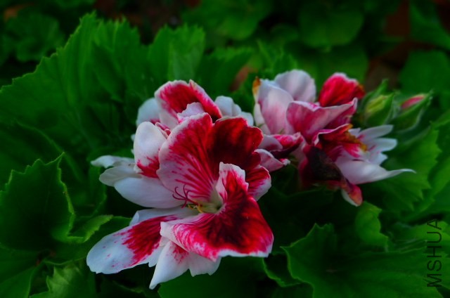 P1020195.JPG