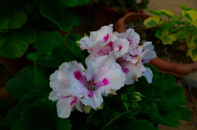 P1020196.JPG