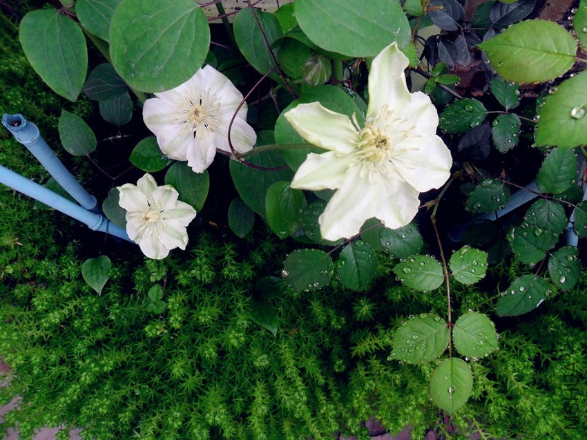 �������� 1.jpg