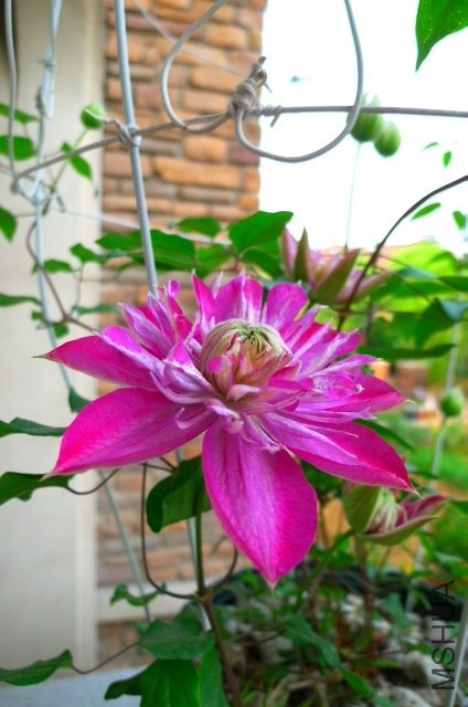 P1020177.JPG