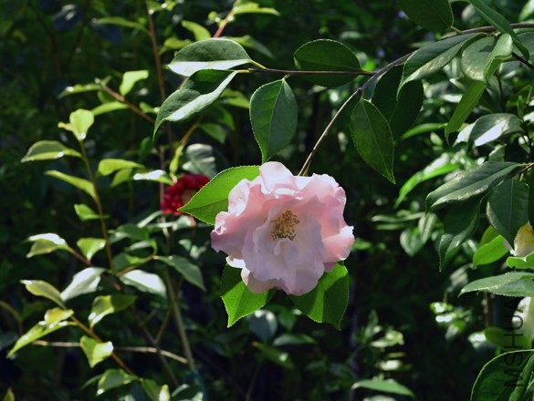 _DSC9915_edited-2.jpg
