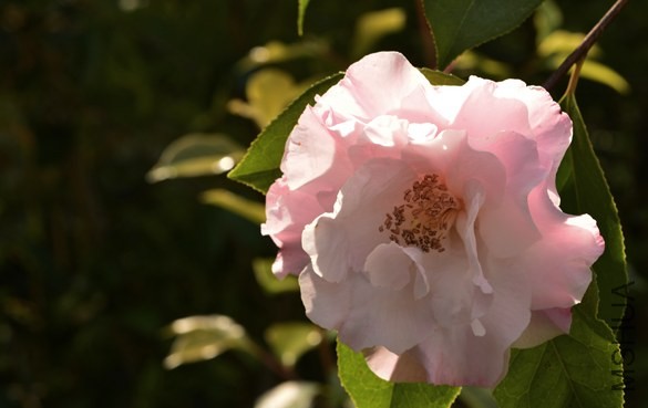 _DSC9920_edited-1.jpg